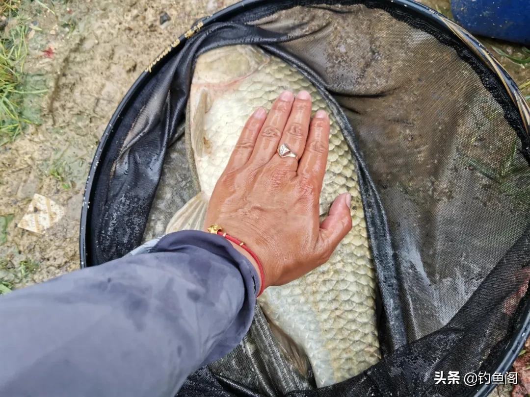 鱼线和鱼钩的最佳搭配,鱼钩搭配什么线好钓鱼