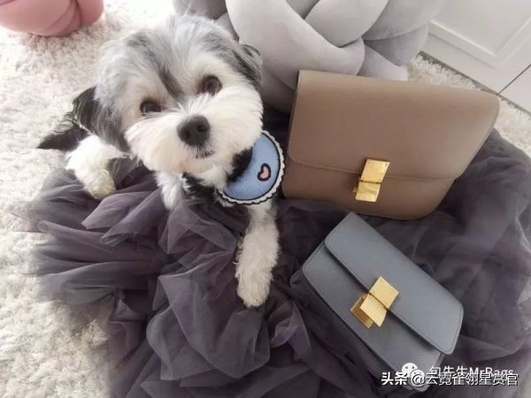 大家的包包和宠物,都太可爱了!