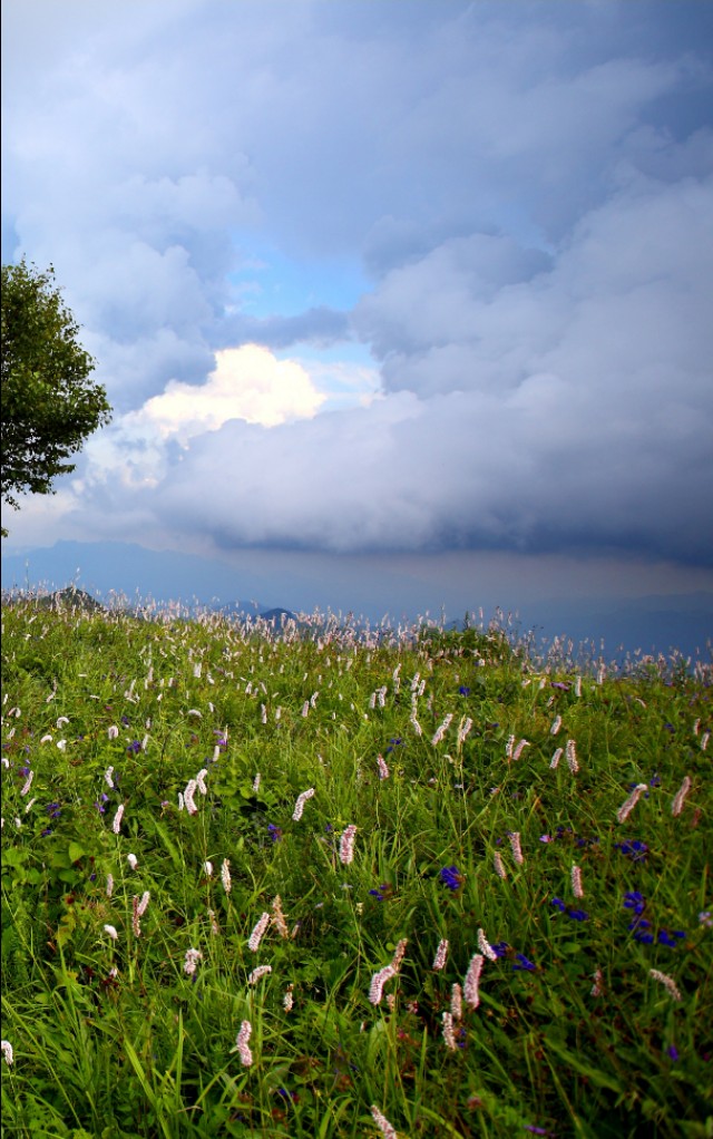 驼梁七月草原美，金莲妖娆入画里/郝贵云