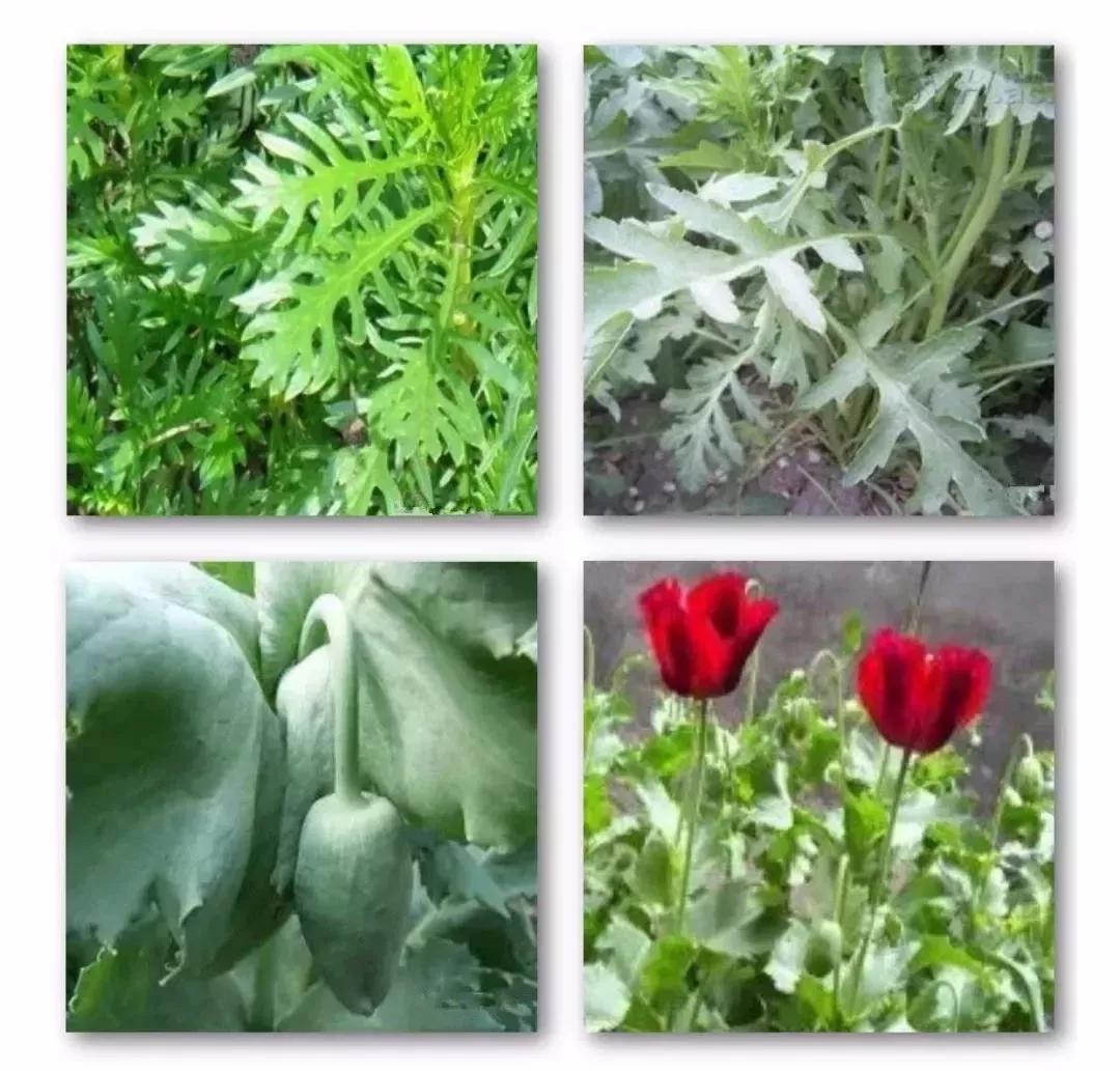 【德州关注】种*粟罂**，竟是为了做饭吃？二人已被处罚