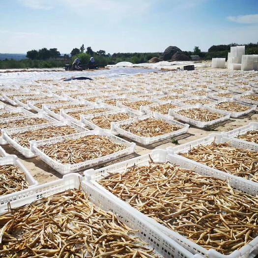 黄花菜发展问题,黄花菜产业技术视频