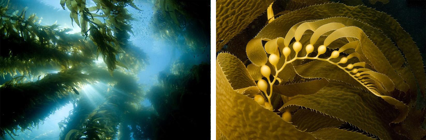 海藻素有机水溶肥料,海藻有机水溶肥料功效