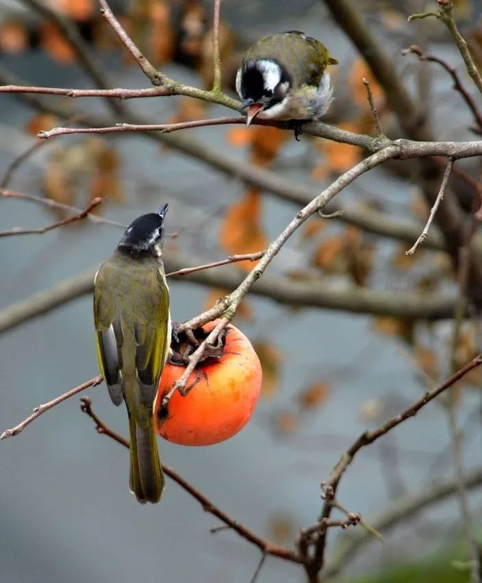 无花果树在庭院内种植有什么寓意,冷杉树长在庭院里风水上有说法吗