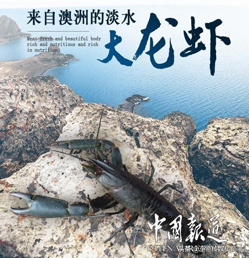 渝北澳洲淡水龙虾,上海澳洲淡水龙虾