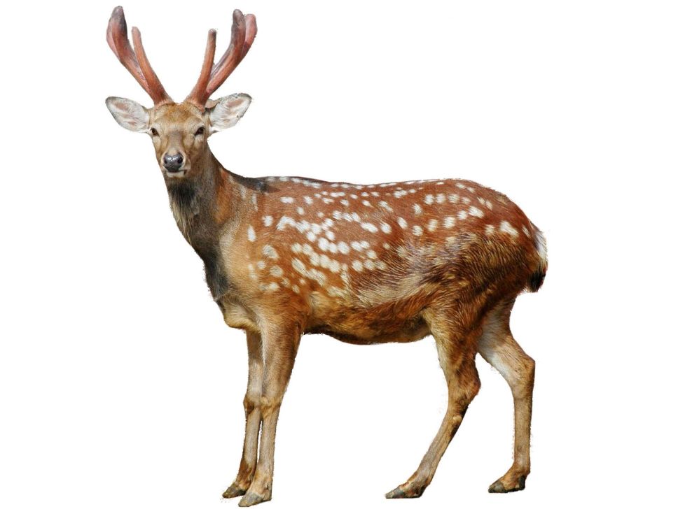 补肾益精鹿茸的功效与应用,补肾精的中草药鹿茸