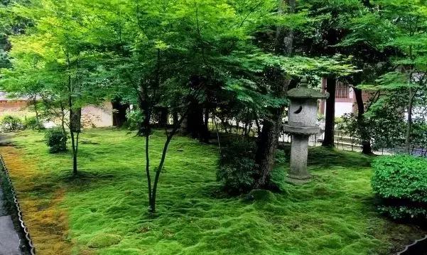 禅意庭院一定要用苔藓吗,禅意苔藓微景观制作视频