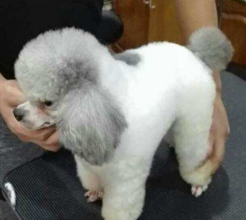 贵宾犬小体稀有色,贵宾犬什么颜色比较稀有