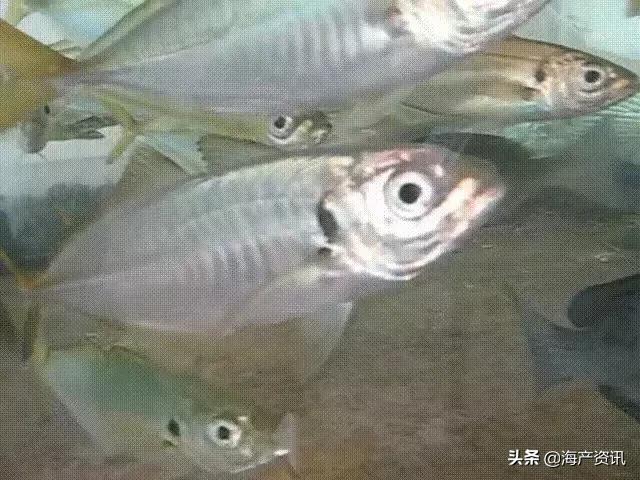 海鲜市场这4种鱼人工无法养殖,海鲜市场适合养什么鱼