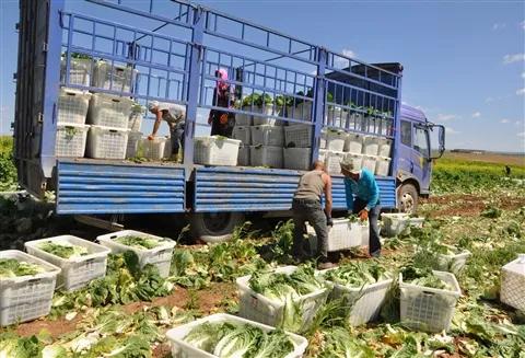 韩国人受欺凌事件,韩国人泡菜的尊严