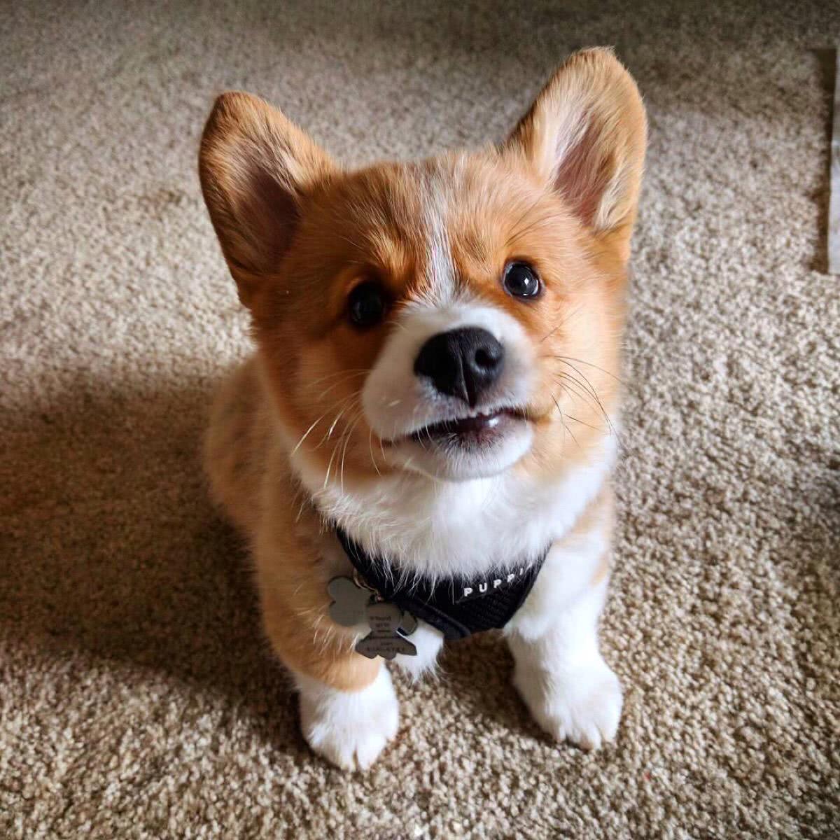 柯基小短腿狗,像柯基的都有什么狗