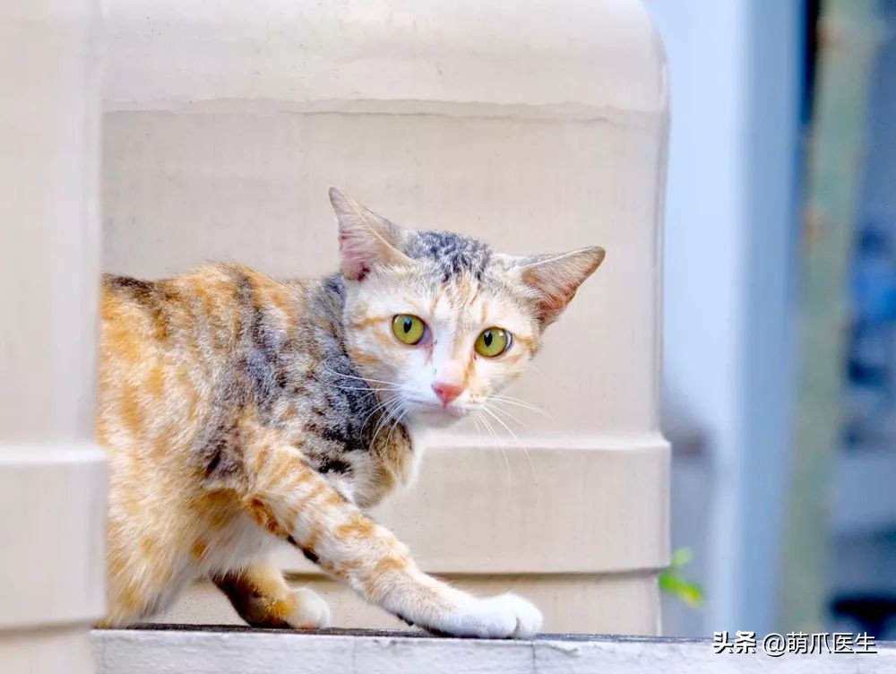 黑心宠物粮涉事企业有哪些,黑心宠物粮涉事企业