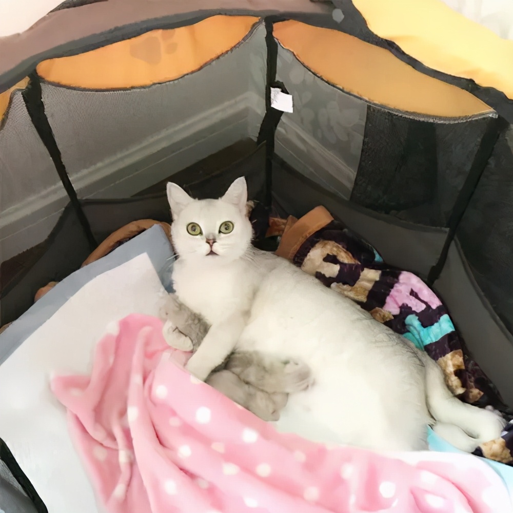 怎么照顾猫妈妈和刚出生的猫宝宝,母猫生孩子后猫妈妈怎么照顾