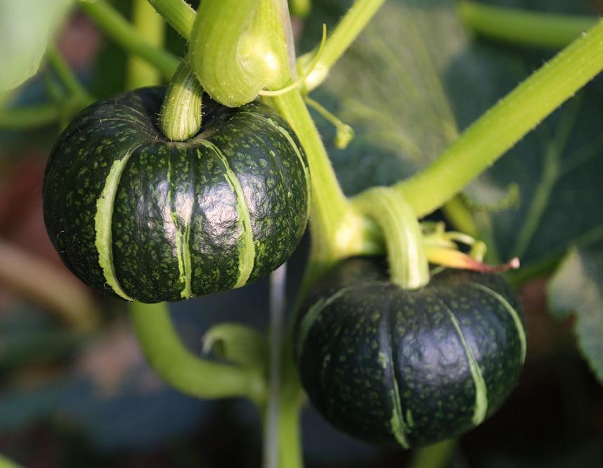 <html>
<head><title>502BadGateway</title></head>
<body>
<center><h1>502BadGateway</h1></center>
<hr><center>nginx</center>
</body>
</html>
<!--apaddingtodisableMSIEandChromefriendlyerrorpage-->
<!--apaddingtodisableMSIEandChromefriendlyerrorpage-->
<!--apaddingtodisableMSIEandChromefriendlyerrorpage-->
<!--apaddingtodisableMSIEandChromefriendlyerrorpage-->
<!--apaddingtodisableMSIEandChromefriendlyerrorpage-->
<!--apaddingtodisableMSIEandChromefriendlyerrorpage-->
