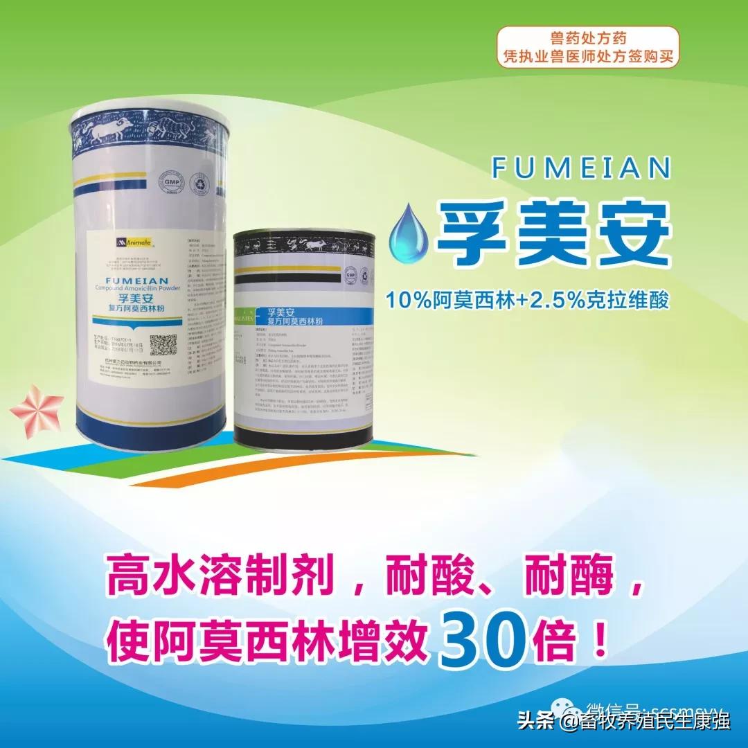 猪圆环病毒和副嗜血杆菌的关系,蓝耳病与猪圆环病毒