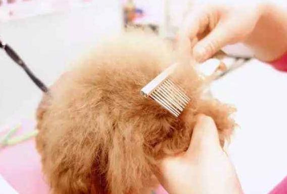 狗狗几个月可以看出来凶不凶,狗狗也能从视觉判断事物