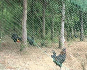 散养鸡围网用什么网,散养鸡围网的制作方法