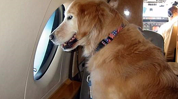 空运托运金毛,托运金毛导致托运金毛死亡