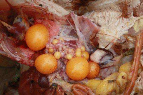 蛋鸡卵黄性腹膜炎的发病原因及治疗方法