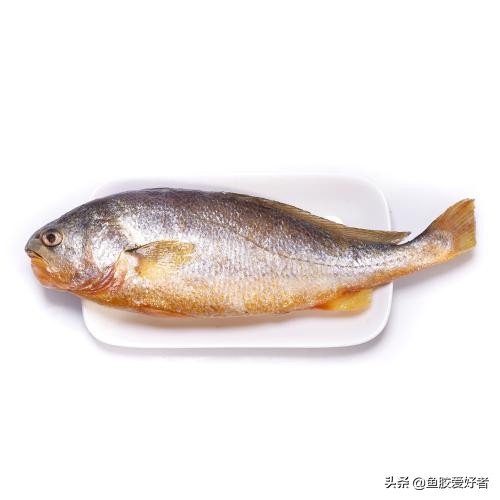 顶级鱼胶为什么那么贵,为什么鱼胶要那么贵