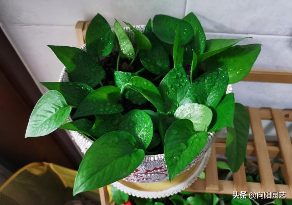 怎么把绿萝养得又粗又壮不长黄叶,绿萝用什么盆养才能长得旺盛