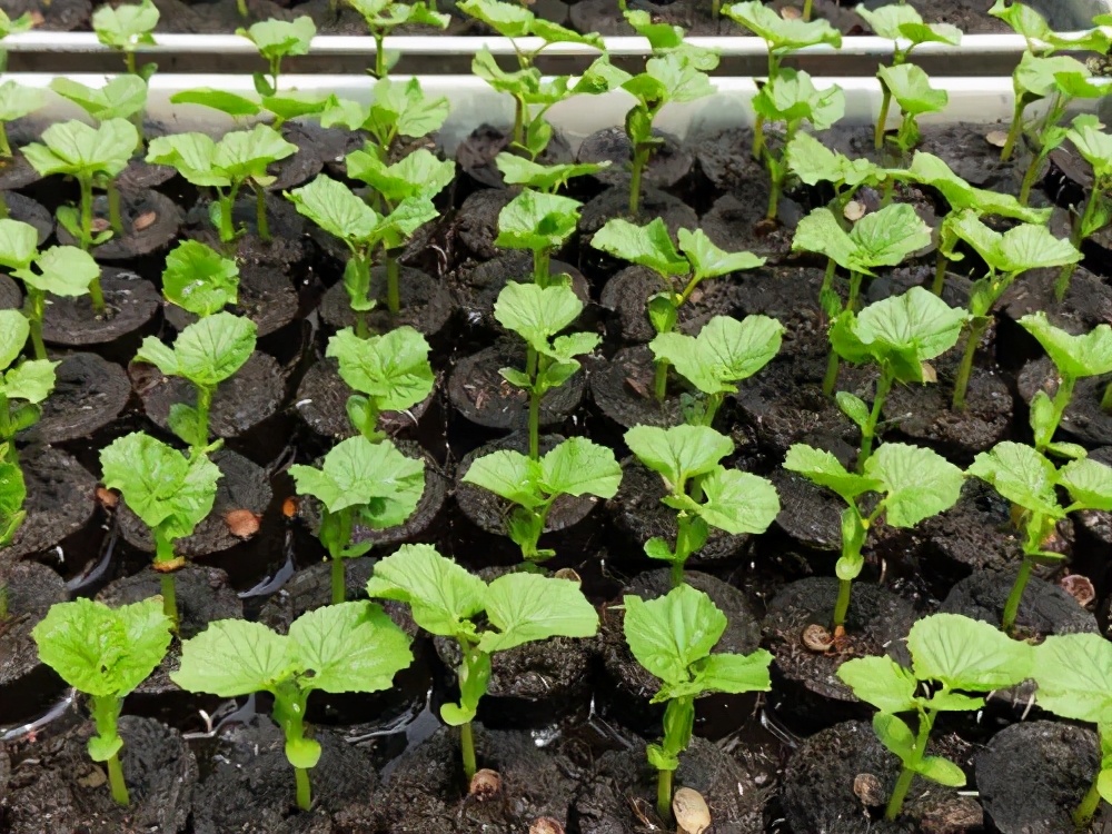 苦瓜开花坐果长不大怎么回事,苦瓜为什么老是开雄花不开雌花