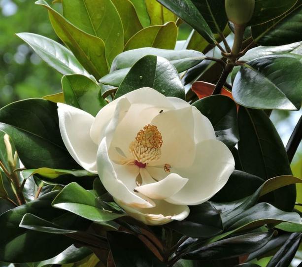 白玉兰黑叶,黑叶白玉兰救活方法