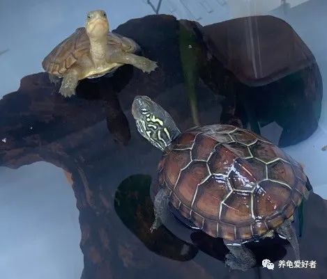 鳄鱼龟怎么养长得快,你知道怎么养乌龟吗