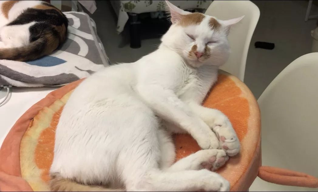 湿性猫传腹打441针治愈率多高,最可怕的猫咪是什么