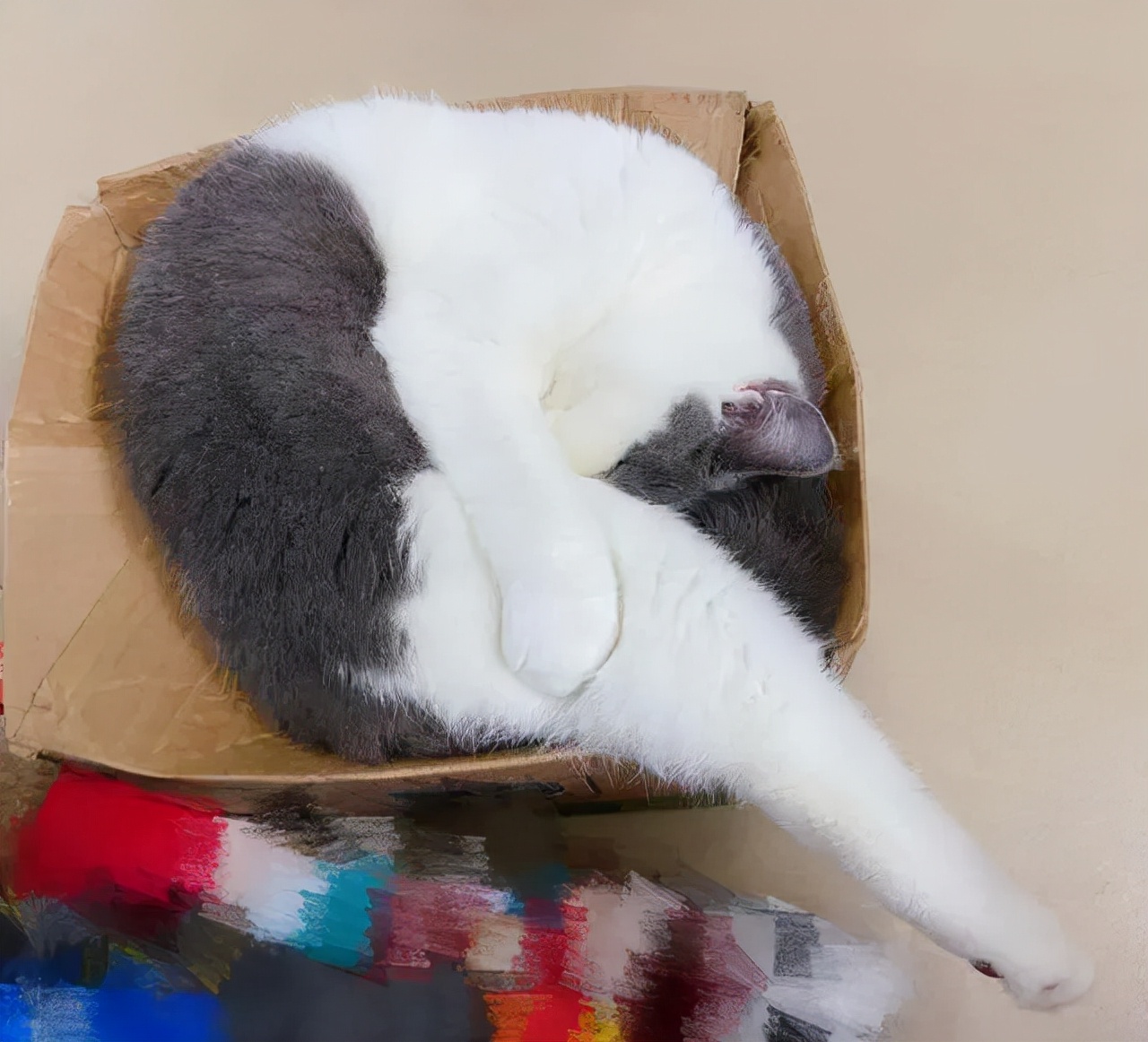 猫的终极凡尔赛：你的屏幕放不下我的腿