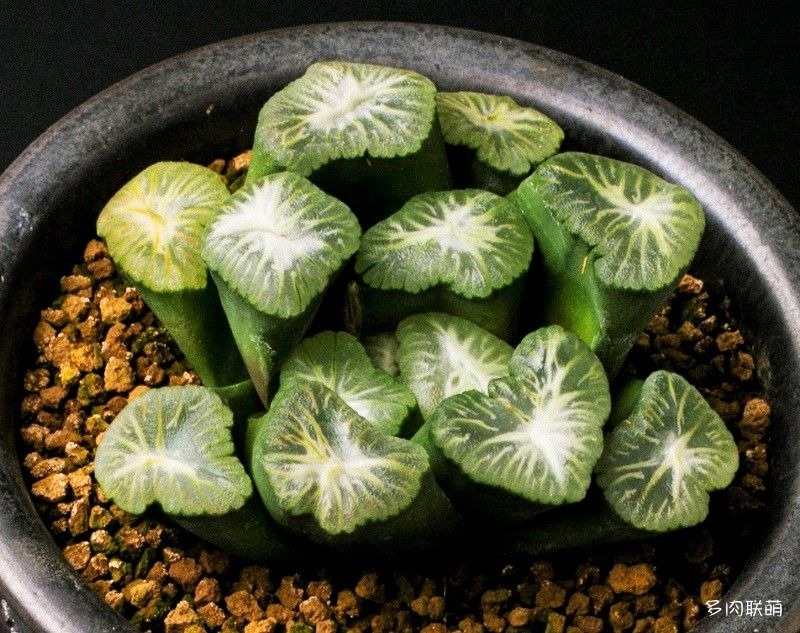 多肉玉露寿的品种图鉴,日本十大耐阴多肉