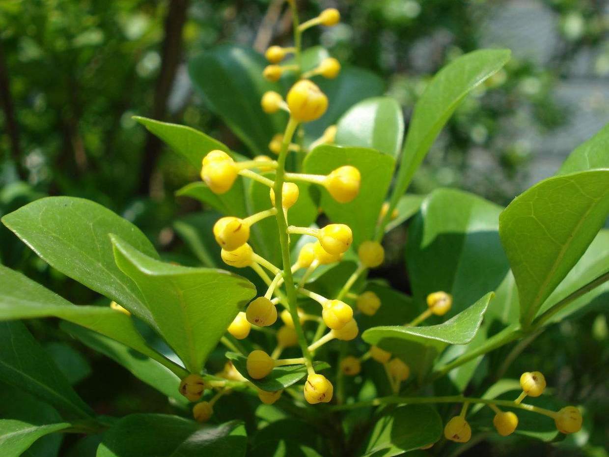 米兰花过冬如何修剪视频,米兰花怎样过冬