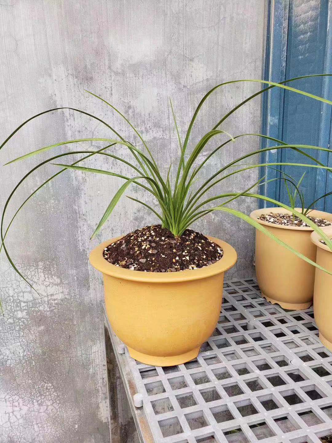 刚买回的兰花栽培知识,刚入手的兰花需要注意什么