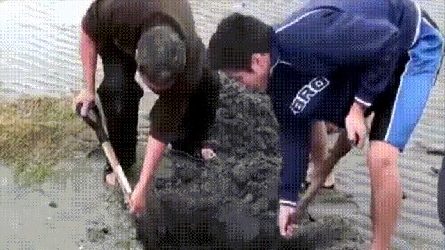 蛏子与小人蚬的区别,贻贝蛤蜊有什么区别