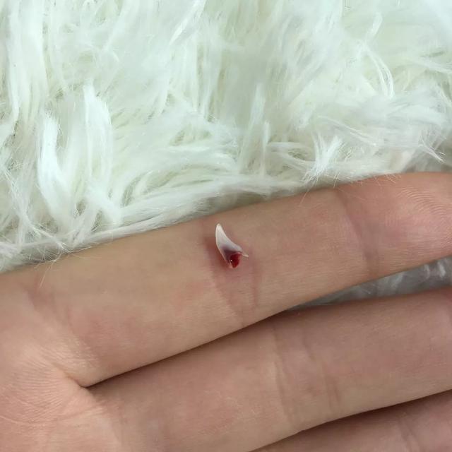 猫咪换牙牙齿是怎么样的,换牙期猫咪牙齿出血怎么办