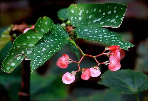 散发清香的易养花卉植物,观叶植物盆栽大全图