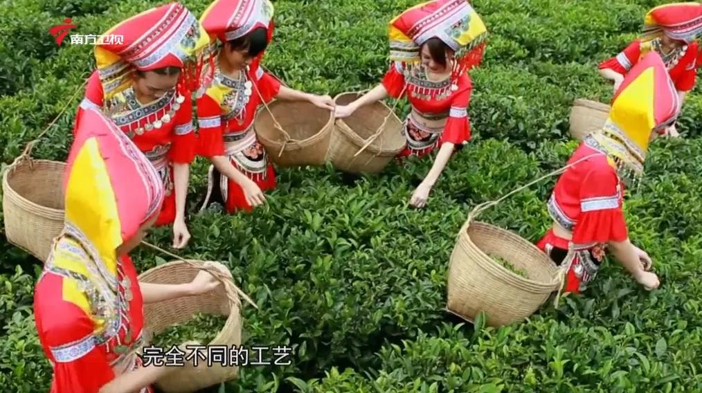 广西上品六堡茶,广西六堡茶业