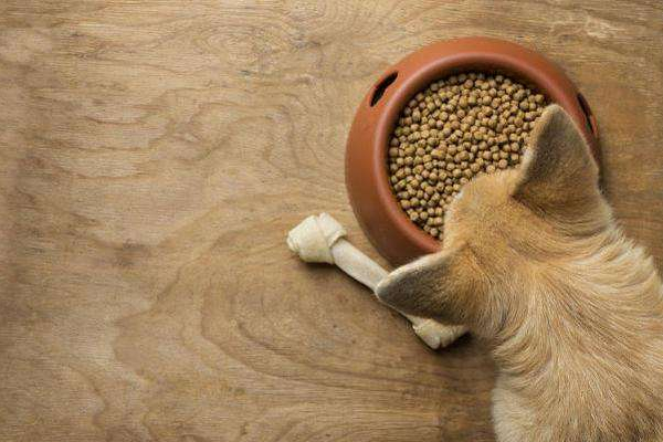 小狗崽断奶了吃什么,开水冲鸡蛋凉后泡狗粮喂断奶小狗