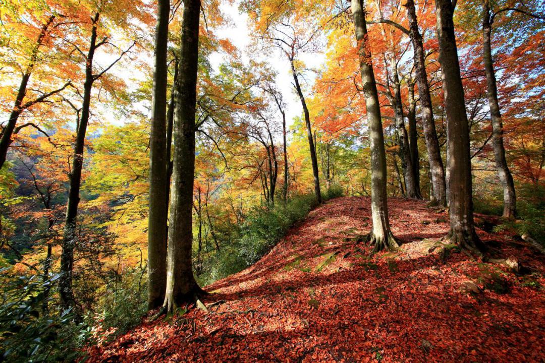 巴中光雾山红叶的最佳时间,红叶谷打卡地