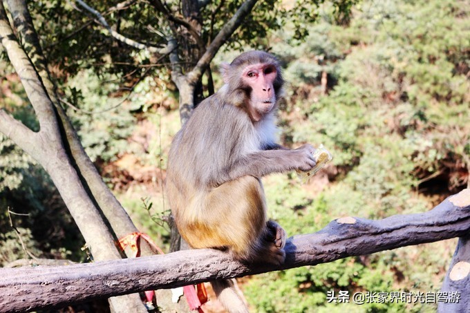 张家界森林公园亲子游攻略,张家界旅游攻略现在张家界气温