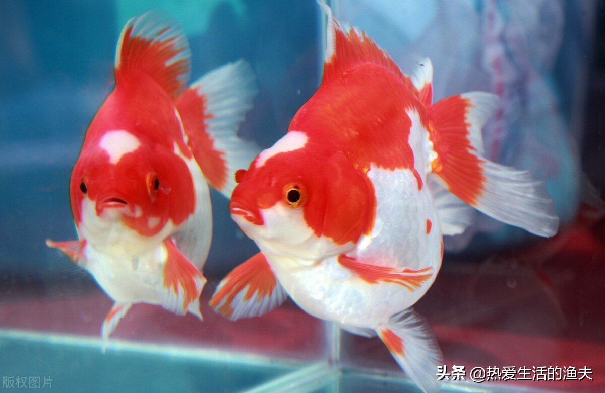 养金鱼换水的正确方法,金鱼换水几天换一次正确方法