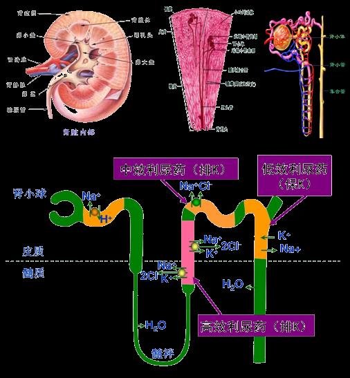利尿剂和强心剂,利尿剂同样功效的中成药