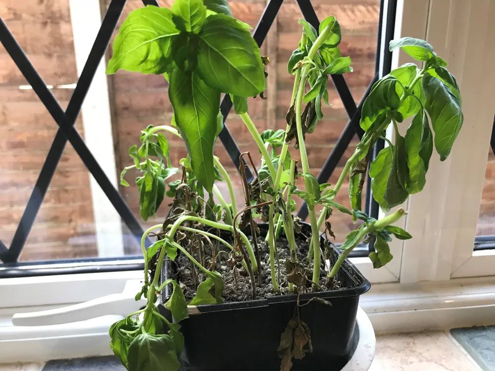 罗勒哪个品种用来做菜,罗勒调味品配方