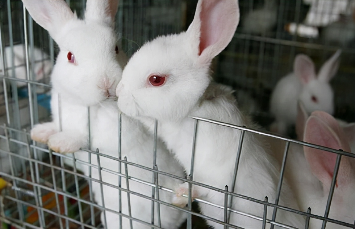 兔子跟鸡鸭鹅羊混养要注意的问题,兔子怎么养殖最好成活率很高