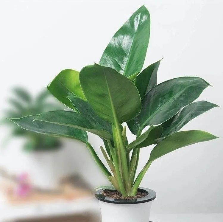 叶亮油绿大如象耳朵的绿钻，蔓绿绒这么养护，吉星高照满面春风