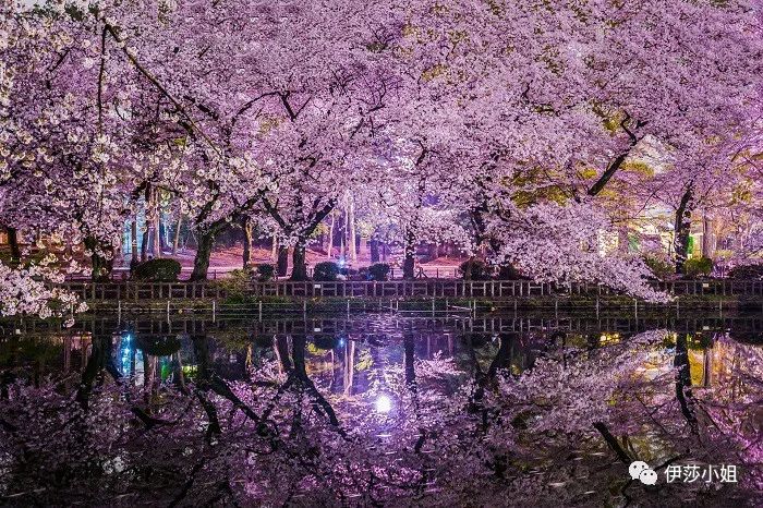 不看樱花能不能进武大,看樱花不一定要去日本的说说