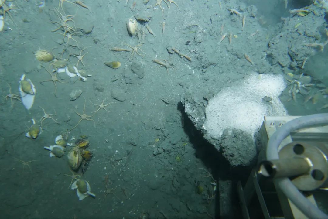 “冷泉”——深海荒原中的绿洲，发现可燃冰的信号