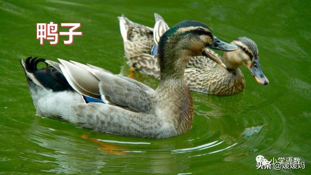 四下四单元我的动物朋友,第四单元我的动物朋友四年级上册