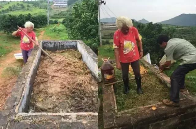 酵素肥料如何使用到果树上,农用环保酵素在果树上的使用方法