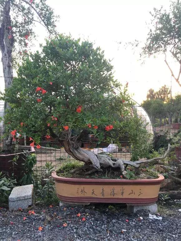 盆栽石榴怎么才能开花结果,如何促使盆栽石榴多开花