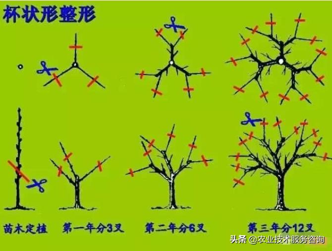 苹果树整形修剪基础知识,盆栽果树修剪原则